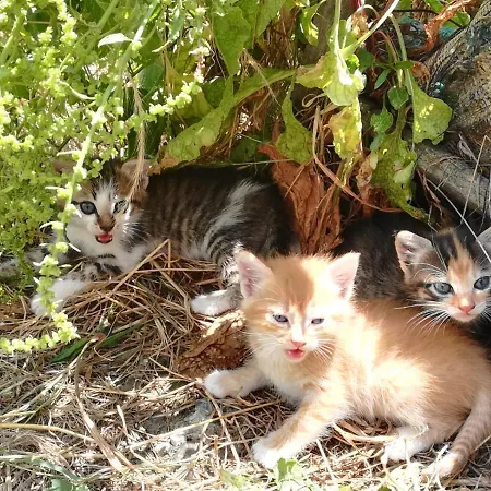 Bauernhof Agriturismo Acampora