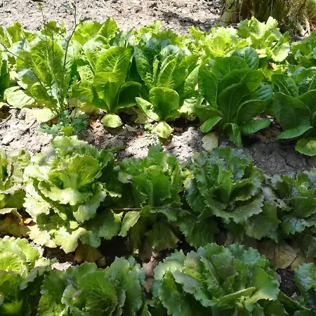 Bauernhof Agriturismo Acampora Cerchiara di Calabria