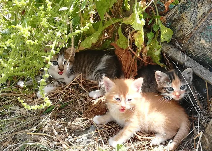 Alojamento de Turismo Rural Agriturismo Acampora