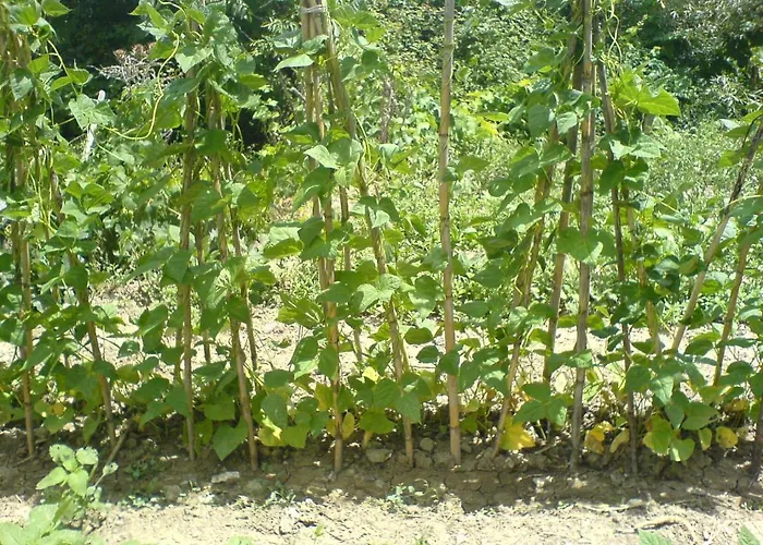 Agriturismo Acampora